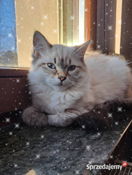 Kotka neva masquerade pręgowana kot sybwryjski opolskie Chrząstowice