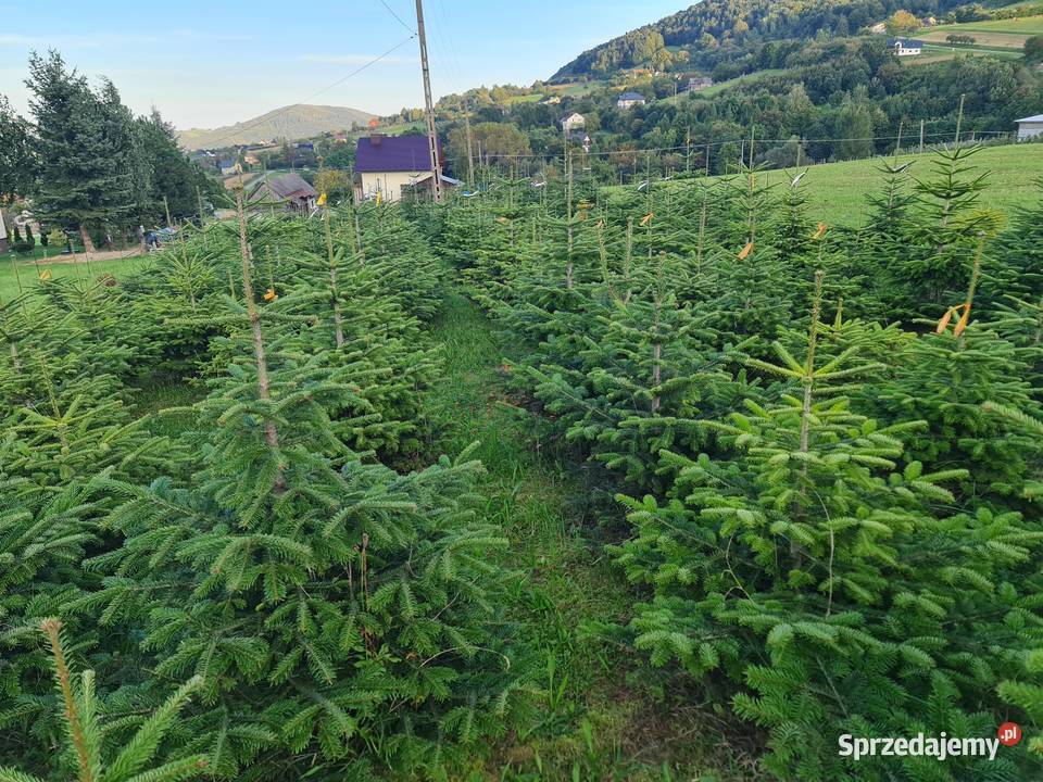 Jodła kaukaska choinka świąteczna Nowy Sącz