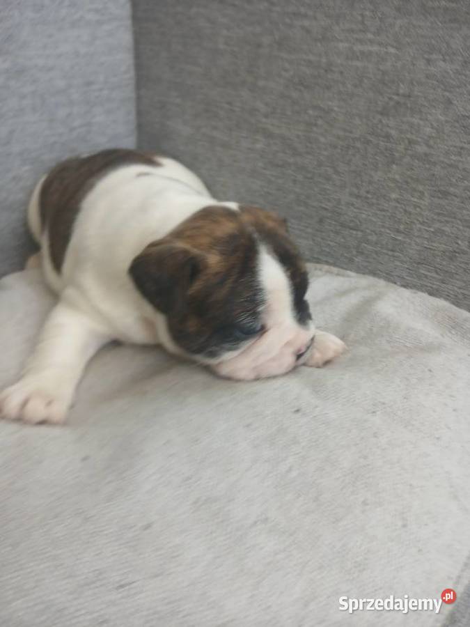 Buldog francuski piesek Przeczów