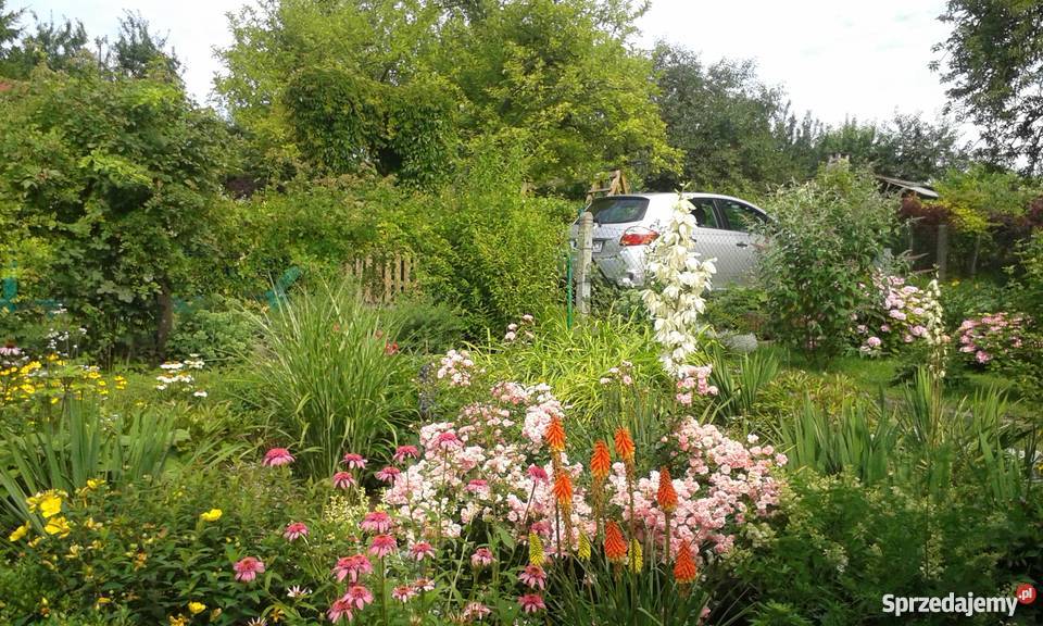 Działka rekreacyjna na ROD Skarbówek Szczecin