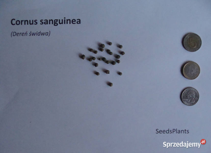 DEREŃ ŚWIDWA Cornus sanguinea NASIONA 150 sztuk