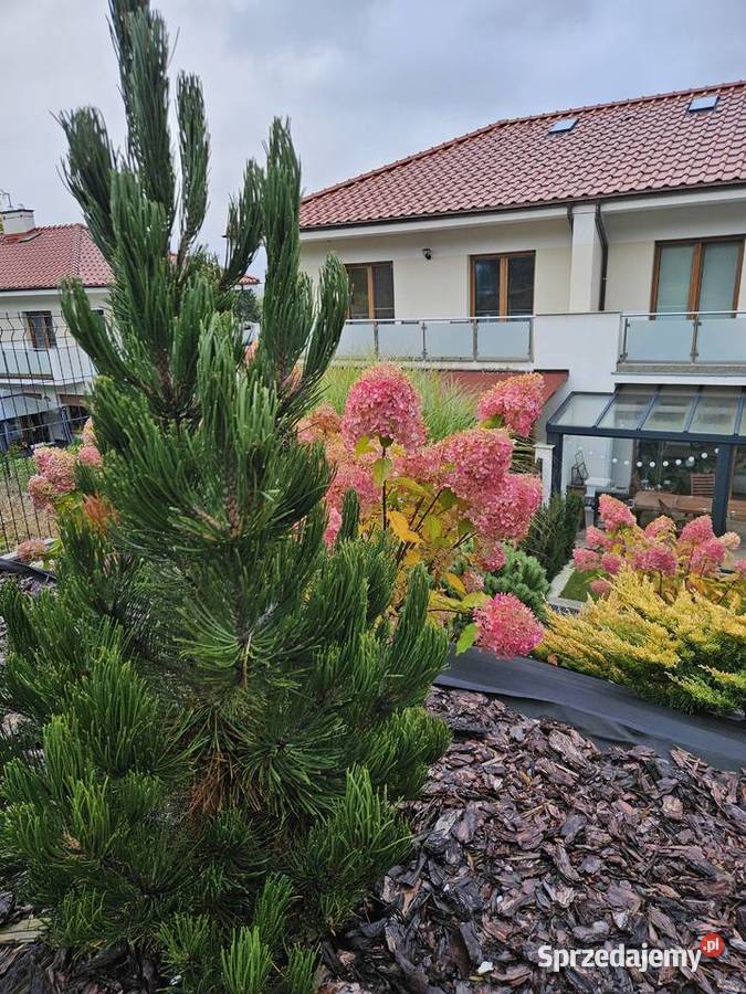 Zakładanie pielęgnacja ogrodu Bydgoszcz