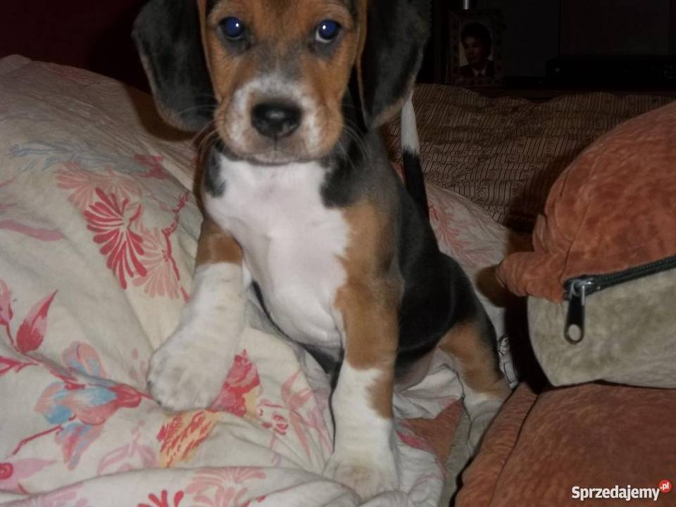 BEAGLE tricolor Jaktorów-Kolonia