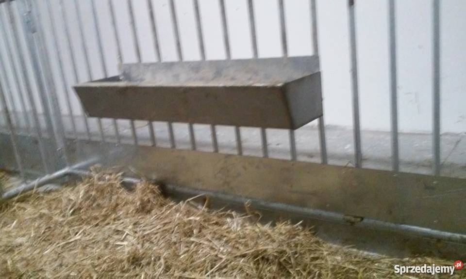 stanowiska wygrodzenia kojce bydła opasów cieląt wielkopolskie Pogorzela sprzedam