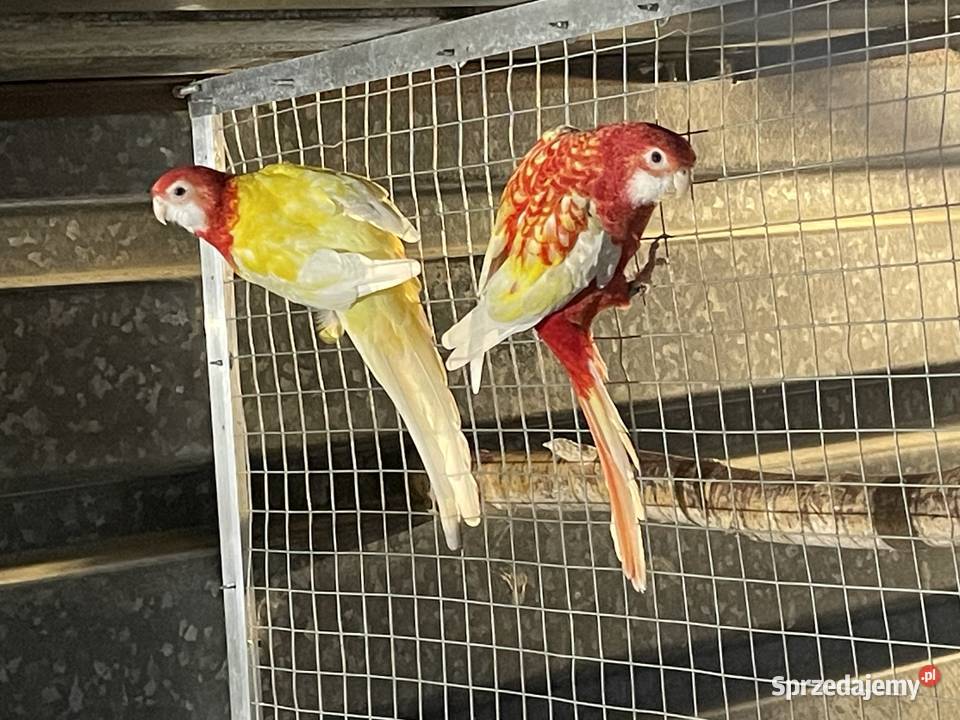 Piękna para rozelli Radom