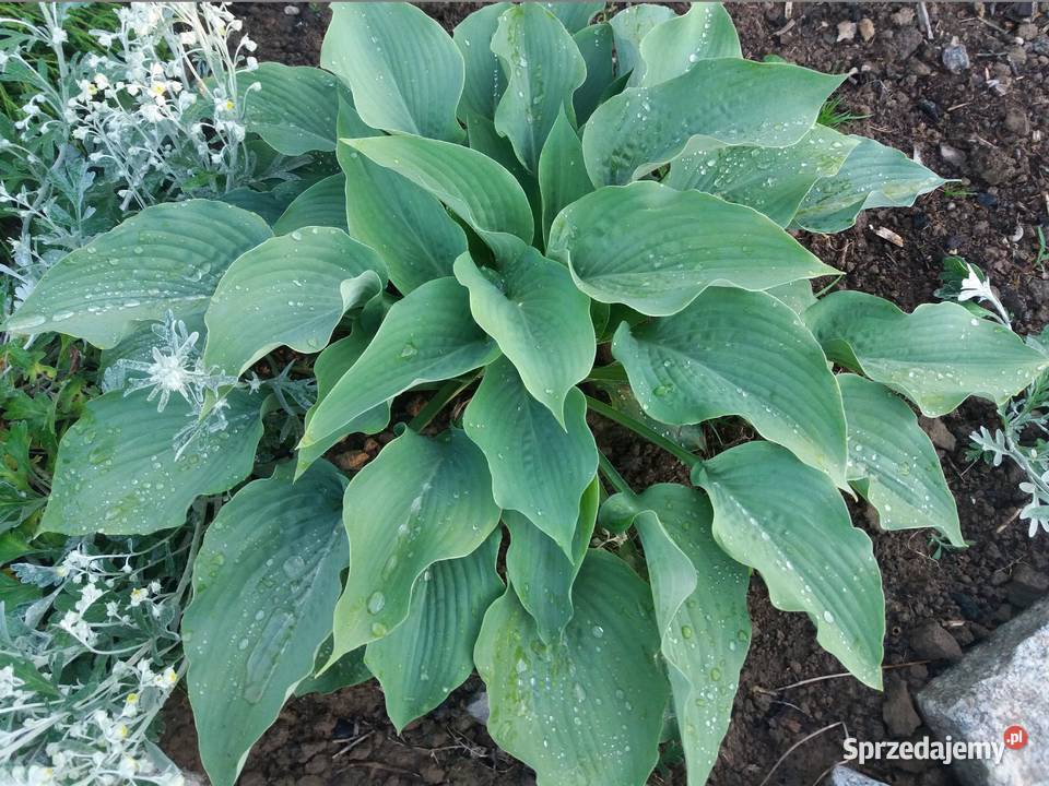 Hosta funkia niebiesko szara lubelskie Lublin