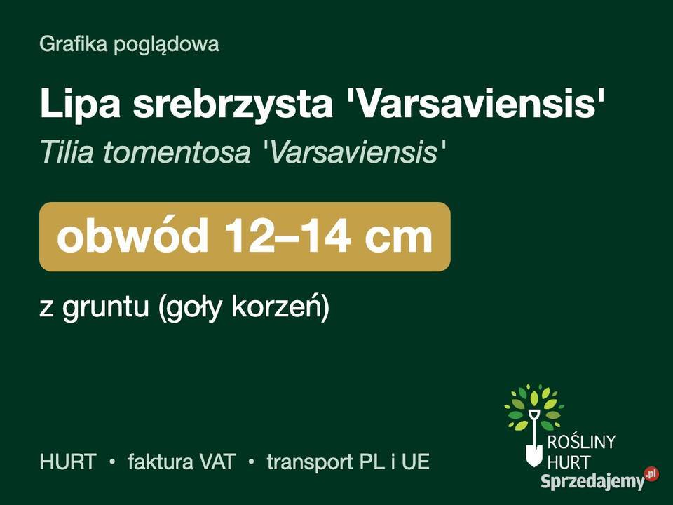 Lipa srebrzysta Varsaviensis obwód 1214 z gruntu