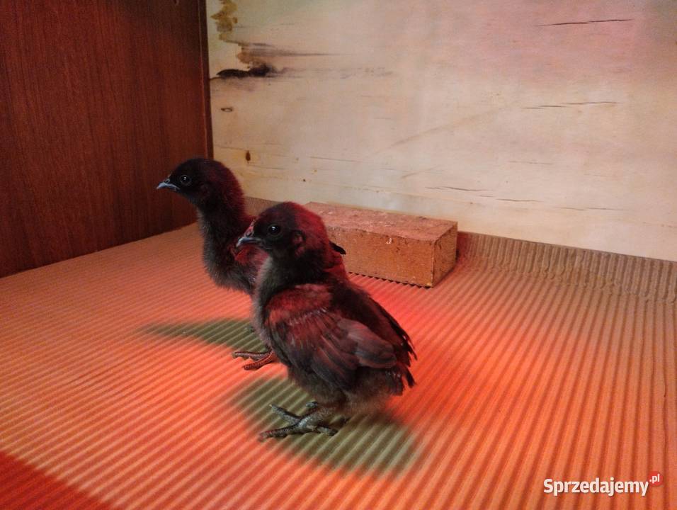 Pisklęta kurczęta ayam cemani vorwerk hamburskie śląskie Opatów sprzedam