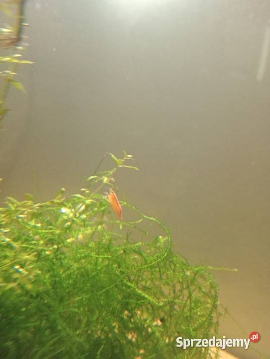 Krewetkiryby akwariowe Pruszków sprzedam