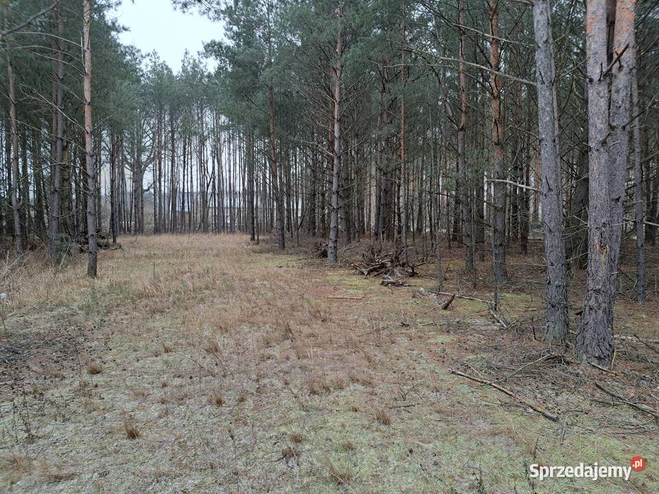 PUSZCZA NOTECKA TANIO Sprzedam bezpośrednio Sprzedaż Klempicz sprzedam