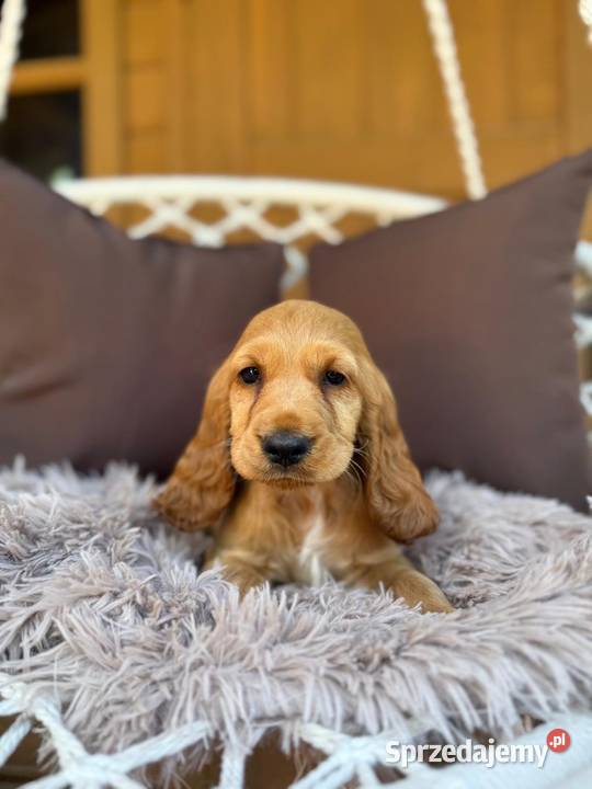 Cudowna mocno złota sunia Cocker Spaniel Warszawa