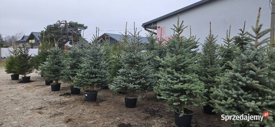 Choinki z korzeniami w donicach Brzóza