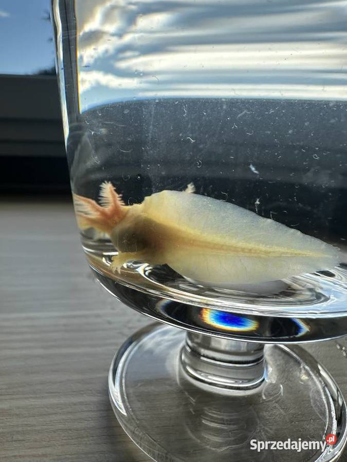 Aksolotl Salamandra Meksykańska Kępno