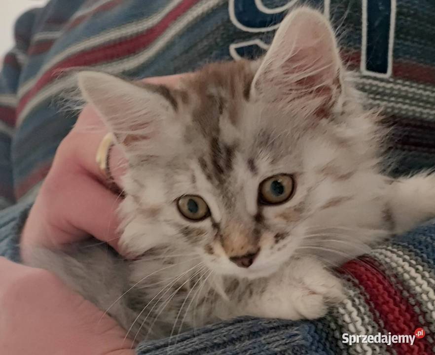 Kurylski Bobtail rodowód FPLFIFE osobowość psa i sprzedam