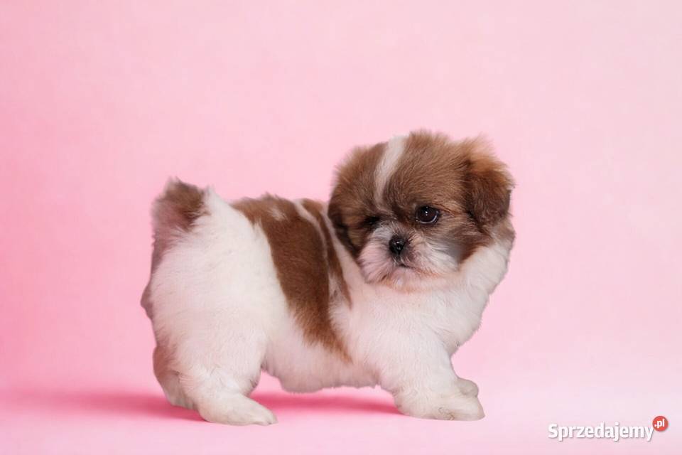 Mini Suczka Shihtzu do rezerwacji Poznań sprzedam