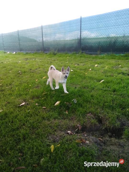 Łajka Zachodniosyberyjska Kłodzko