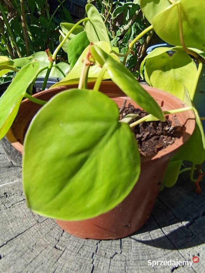 Epipremnum Golden Pothos Neon