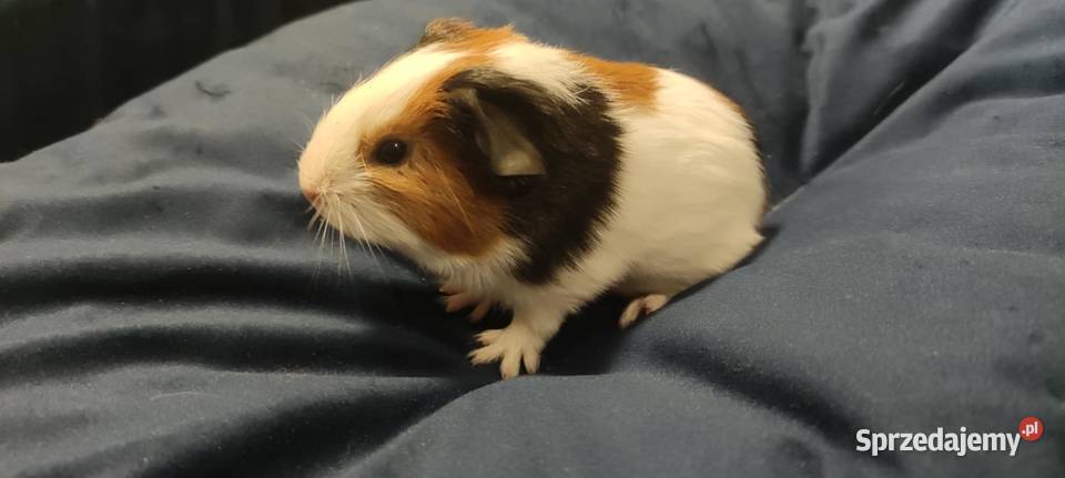 Świnki morskie Zwierzęta Rzeszów