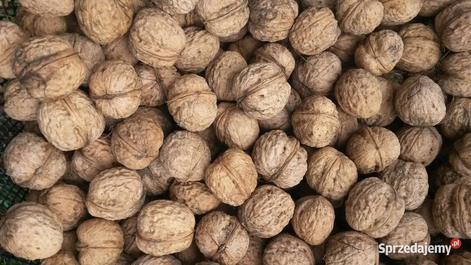 orzechy włoskie