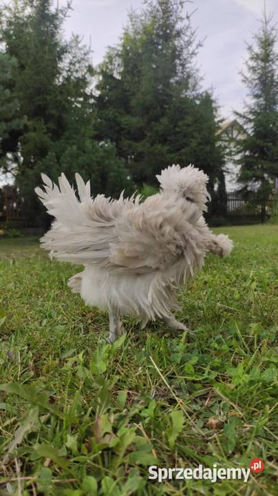 Kury ozdobne Silki Czubatki Ełk sprzedam