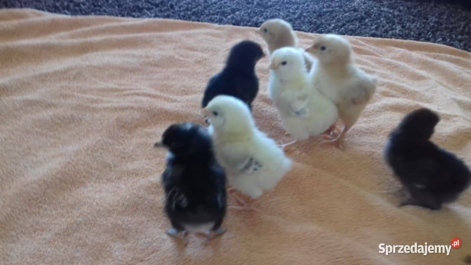 Sprzedam drub Krasnopol