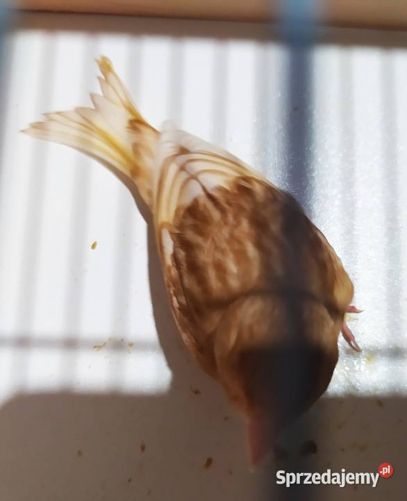 kanarek kanarki pheoszpaltytimbrado Ptaki