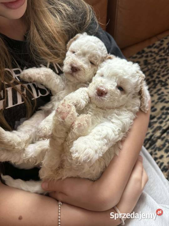 Lagotto Romagnolo ZKwP FCI Żyrardów sprzedam