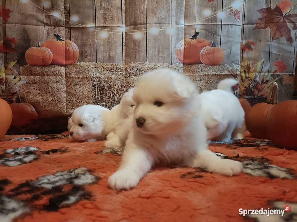 Rasowe szczeniaki samoyed Bukowno