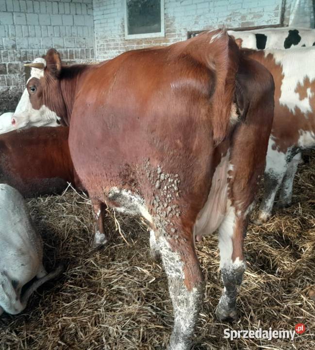 Jałowka wysoko cielna Rolnictwo Mońki