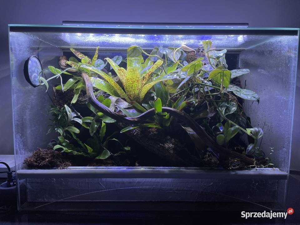 Terrarium z żabami Dendrobates Auratus mazowieckie Warszawa