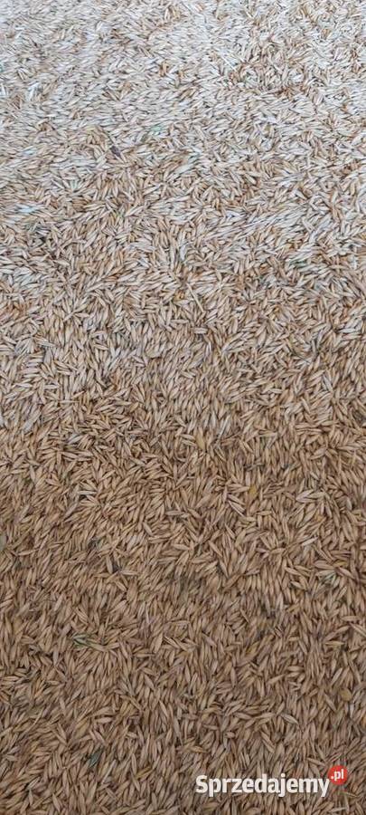 Sprzedam owies świętokrzyskie Wojcieszyce