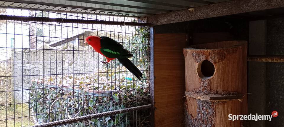 Szkarłatka królewska Rybnik sprzedam