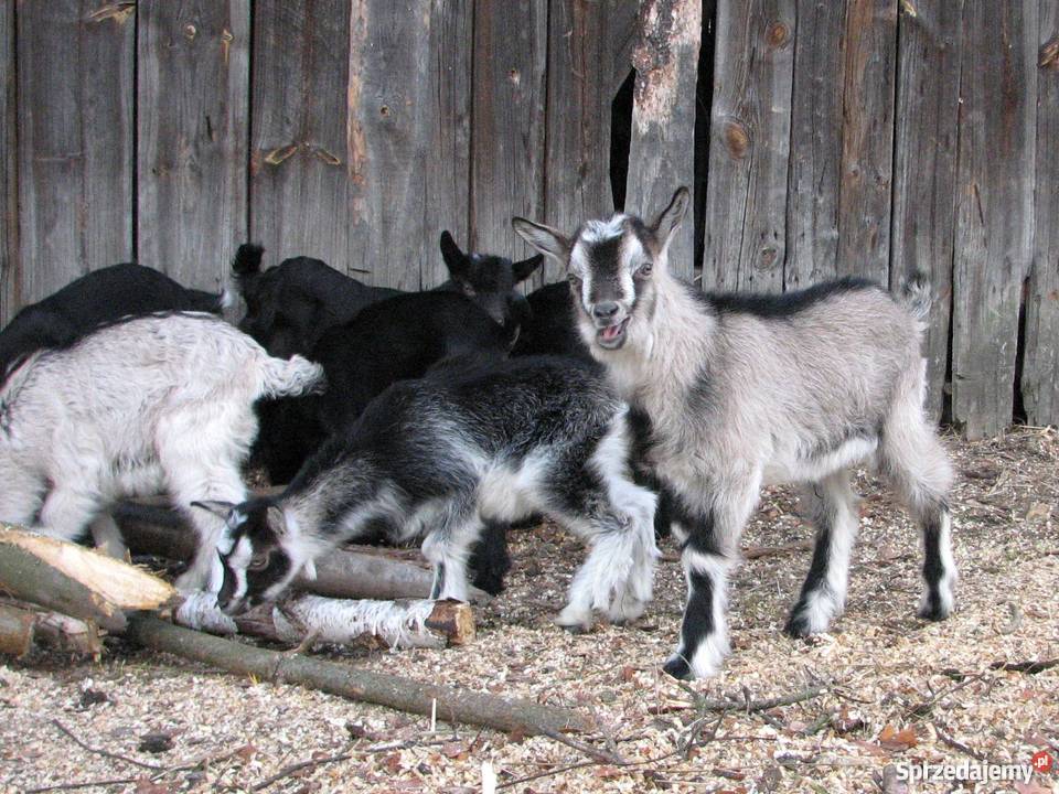 TANIO Młode KOZY kózki koźlęta koziołki capki Janów