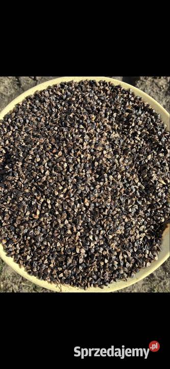 Sprzedam grykę Wola Krzysztoporska