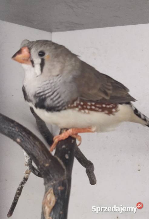 Zeberki amadyny zebrowate Ptaki małopolskie Tarnów