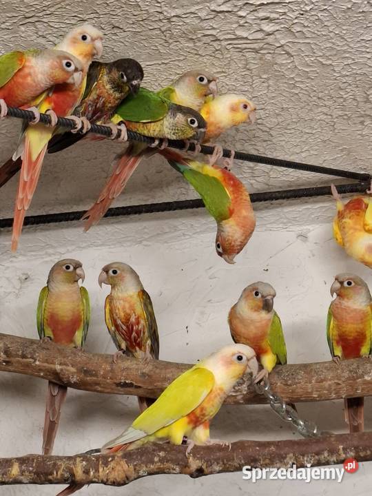 rudosterka zielonolica aleksandretta obrożna Ptaki