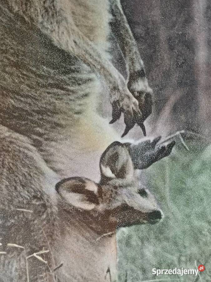 vintage kolekcjonerski talerz małopolskie Nowy Targ