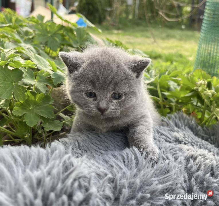Blue boy słodkie brytyjskie kocurki Piorunówek
