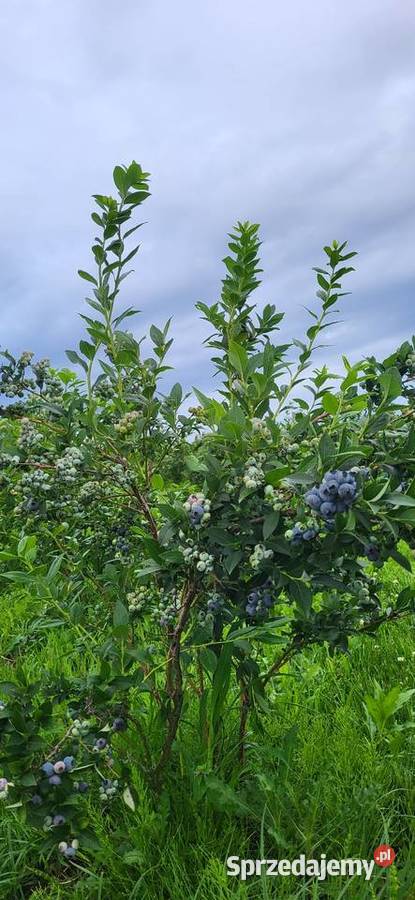 Borówka amerykańska krzewy Urzędów