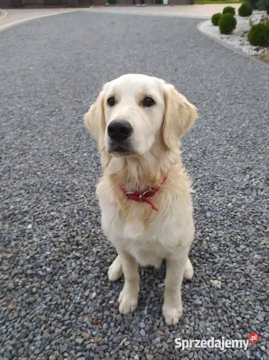 Golden Retriever Gotowe do odbioru Mielec