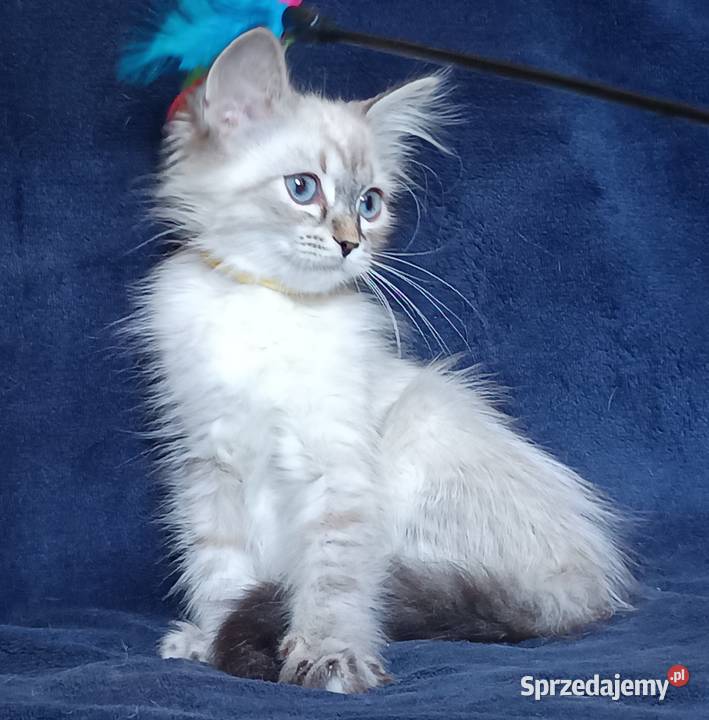 Koty Syberyjskie Neva Masquerade TURBO wielkopolskie Kwilcz