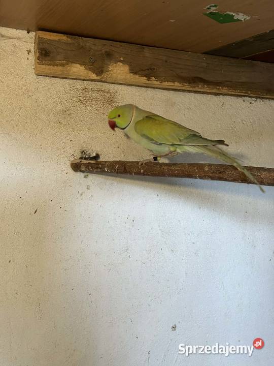 Aleksandretta obrożna samiec Skała sprzedam