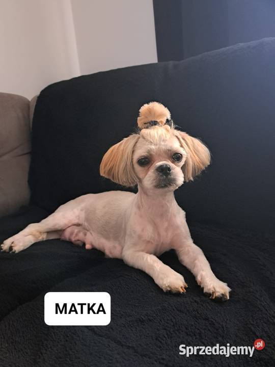 Szczeniak Shih Tzu Piesek wielkopolskie Baszyny