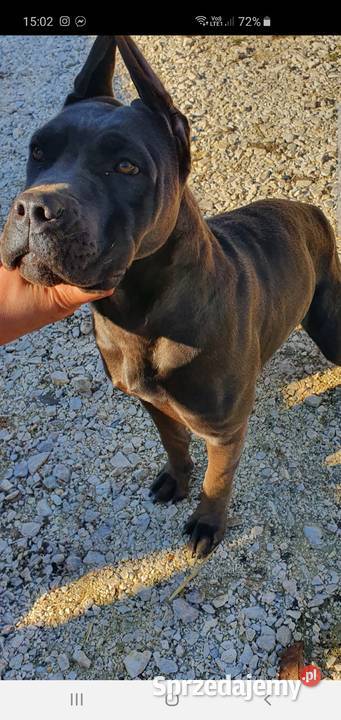 Suka Cane Corso świętokrzyskie Stopnica sprzedam