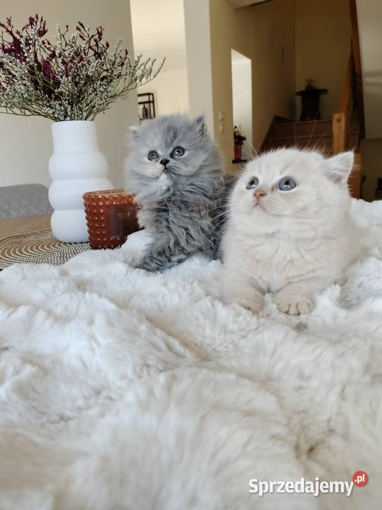 Kocięta brytyjskie Brytyjski