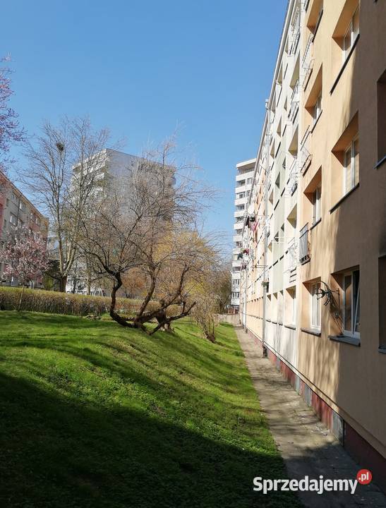 2 pokoje na Niebuszewie 464m2 wysoki parter sieć Szczecin