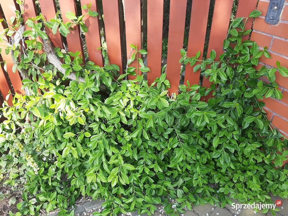 Trzmielina Coloratus duża sadzonka Lublin