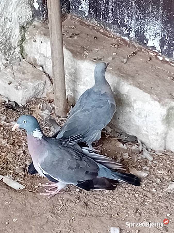 Gołębie grzywacze Siedlce