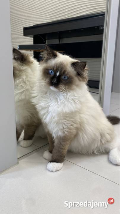 Kotka wystawowohodowlana FPL ragdoll śląskie Katowice sprzedam