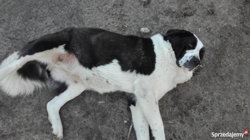 owczarek środkowoazjatycki czarne szczeniaki łódzkie Zelów